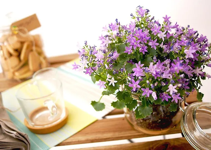 Albero Della Fortuna 公寓 *