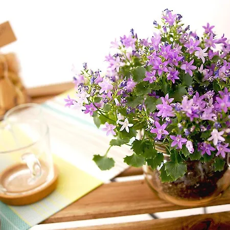 Albero Della Fortuna Daire *